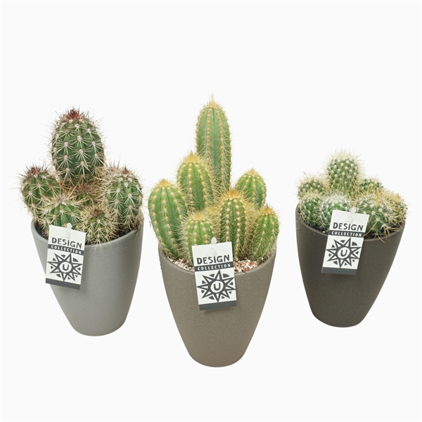 <h4>Cactus mix in ronde pot grijs/bruin/donkergrijs 13 cm met etiket</h4>