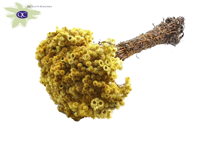 Immortelle per bunch Natural