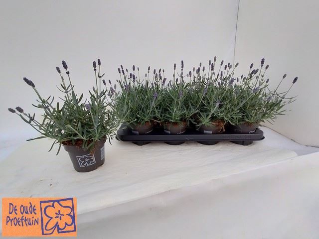 <h4>Lavandula angustifolia Aromance Blu</h4>