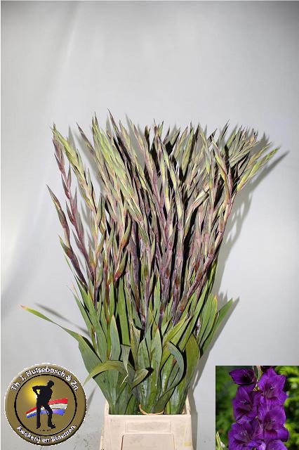 <h4>Gladiolus la purple flora</h4>
