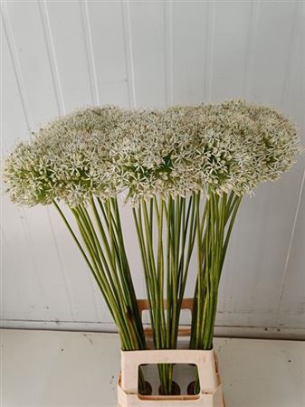 <h4>Allium White</h4>