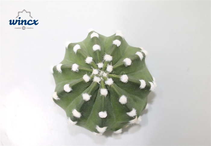 Cactus subdenudata cutflower wincx-5cm