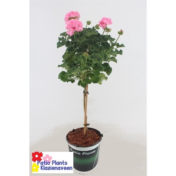 <h4>Pelargonium Zonale roze 19 stam</h4>