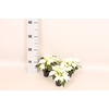 Poinsettia 6  cm Alaska White 2 / 4 kop