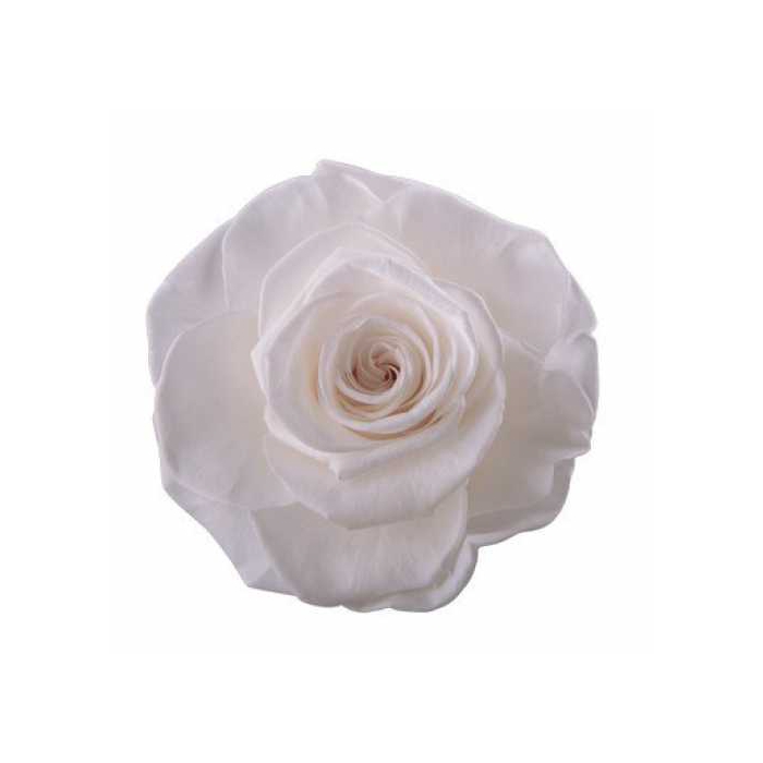 <h4>Rose Monalisa Princess White</h4>