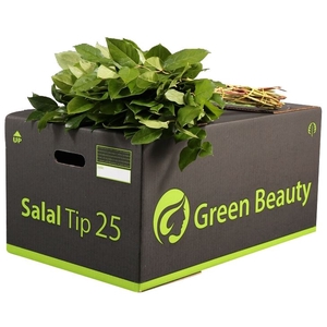 Salal Tip Green Beauty