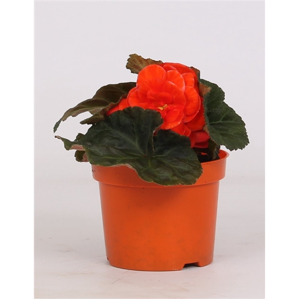 <h4>Begonia tuberhybride (Orange)</h4>