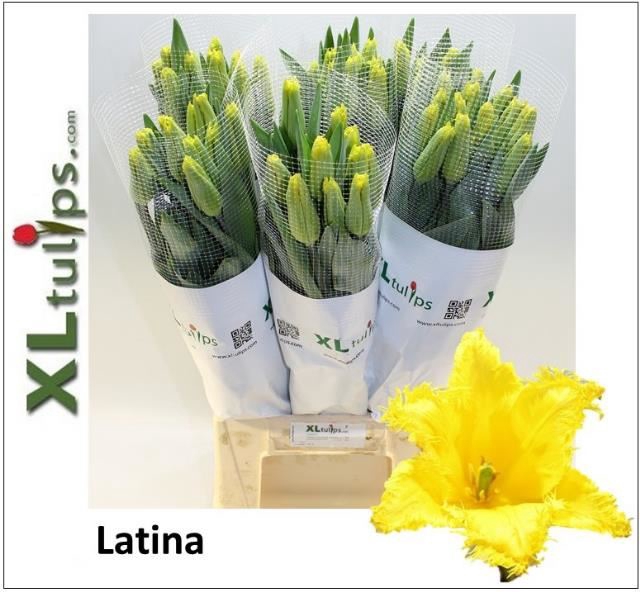 <h4>Tulipa (Fri. overig</h4>