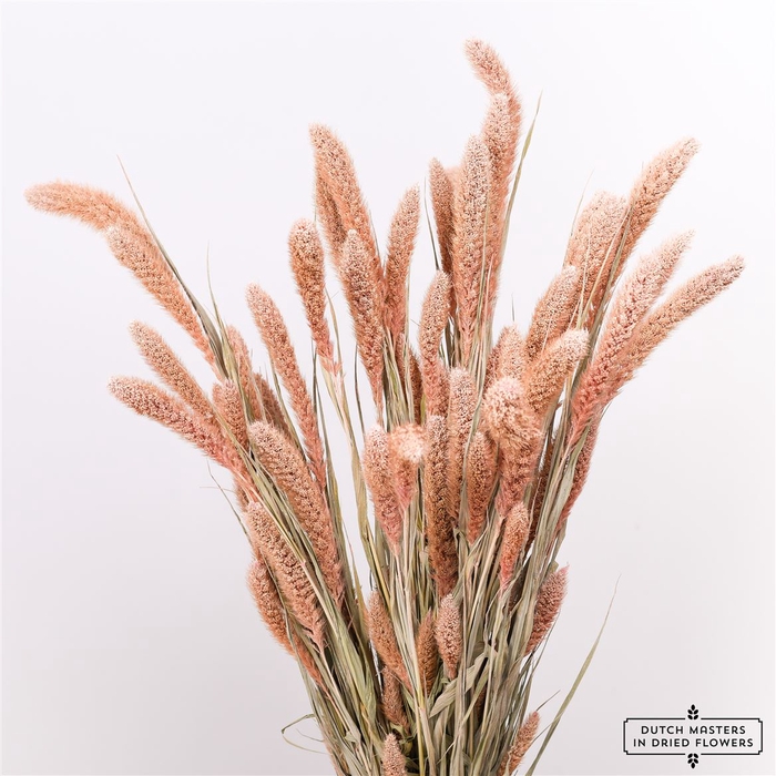 <h4>Dried Setaria X5 Frosted L Pink Bunch</h4>