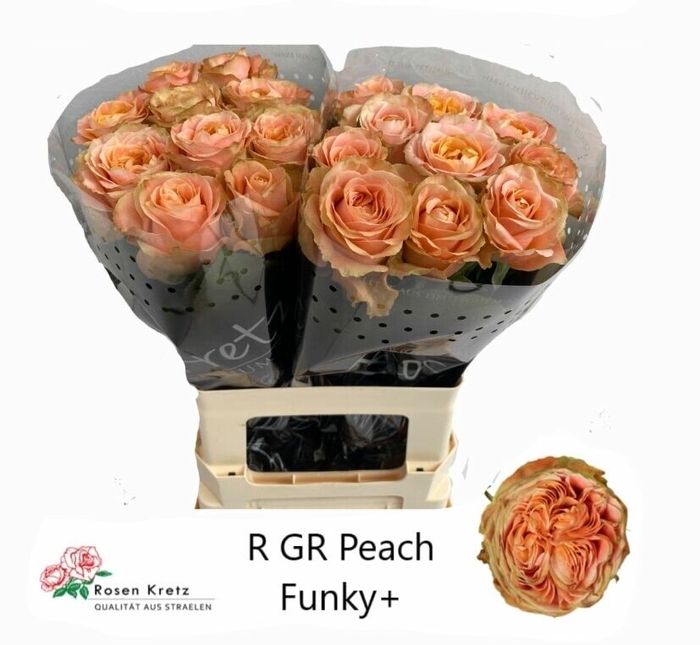 <h4>Rosa gr Peach Funky+</h4>