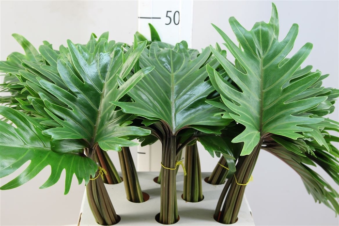 Philodendron Xanadu 55