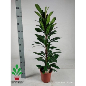 Ficus Cyathistipula 21Ø 110cm
