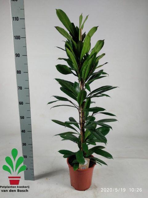 Ficus Cyathistipula 21Ø 110cm