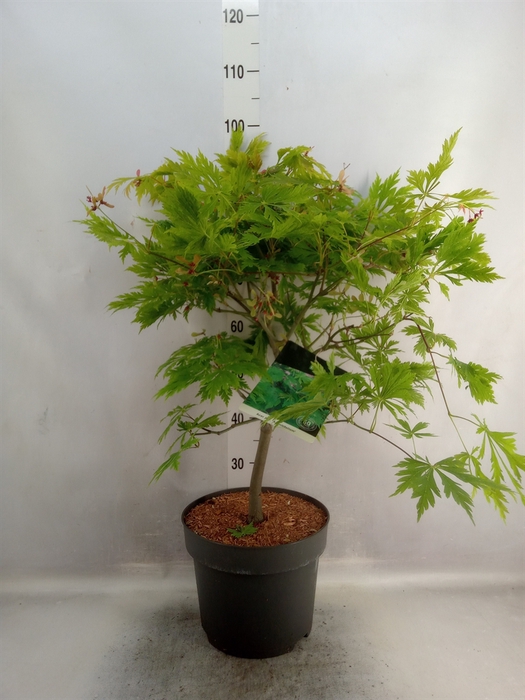<h4>Acer japonicum 'Aconitifolium'</h4>
