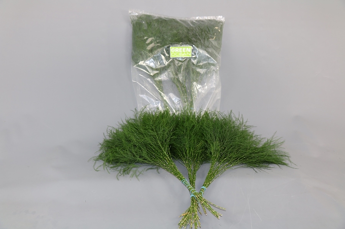 <h4>Leaf treefern per bunch (asparagus virgatus)</h4>