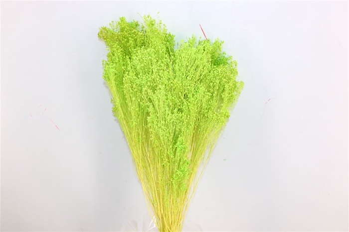 <h4>Dried Brooms Apple Green Bunch</h4>