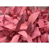 Ruscus Pink
