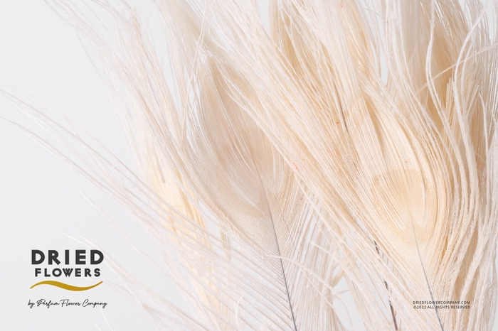 <h4>Dried Bleached Peacock Feathers</h4>