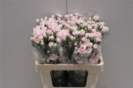 <h4>Dianthus Sp Yongo Rosa</h4>