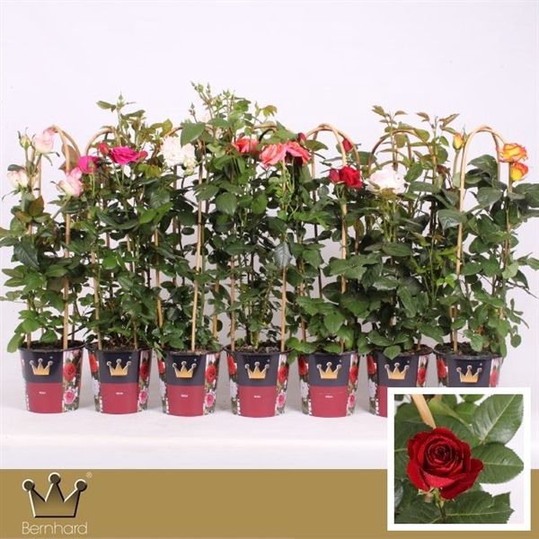 <h4>Select Gardenroses Mixcc</h4>