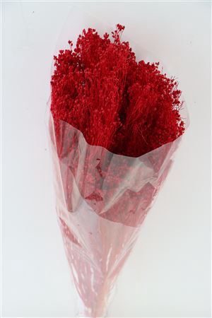 <h4>Dried Brooms Red Bunch</h4>