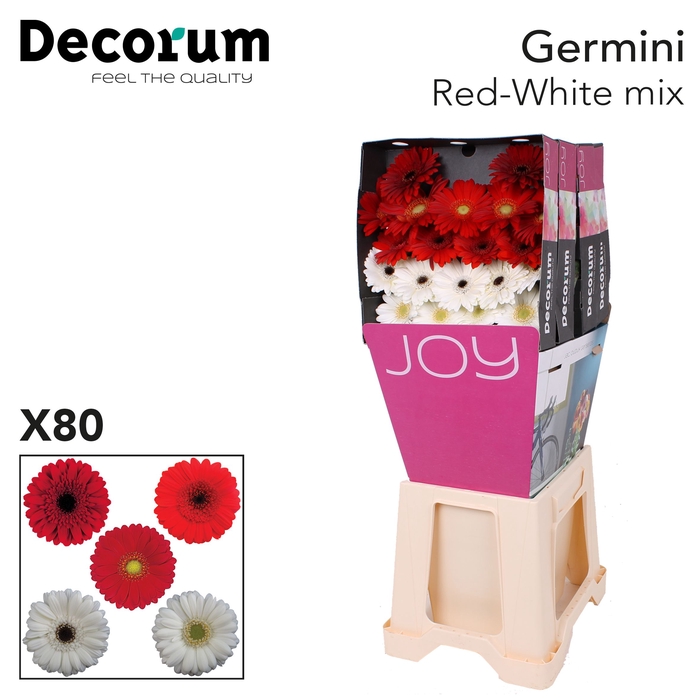 <h4>Germini Mix Rood  Wit Diamond</h4>