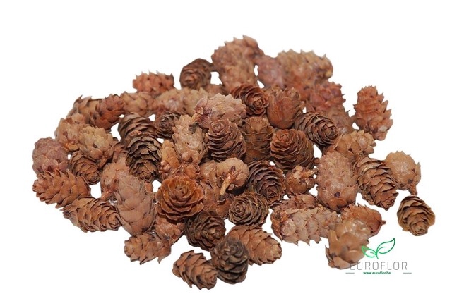 PINE CONE BABY SPRUCE 150GR NATURAL