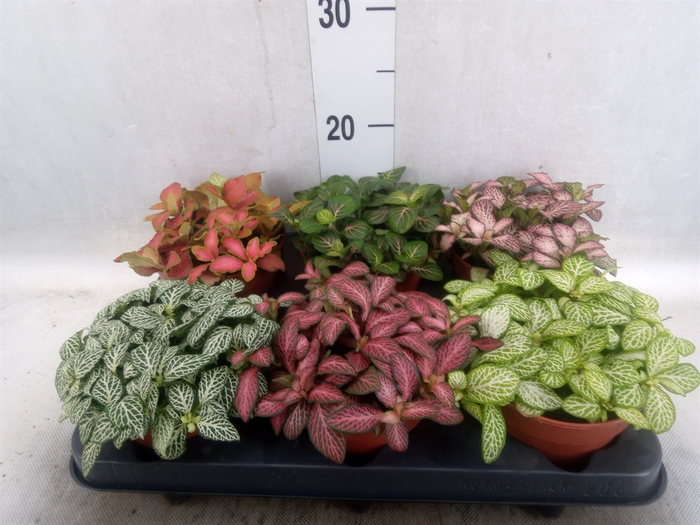 <h4>Fittonia   ...mix</h4>