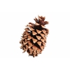 Pinea Coultier Pine Cone