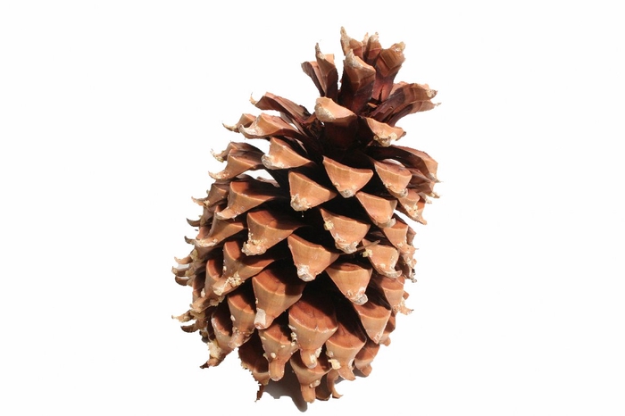 <h4>Pinea Coultier Pine Cone</h4>
