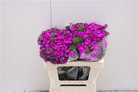 <h4>Dianthus Br Am Neon Purple</h4>
