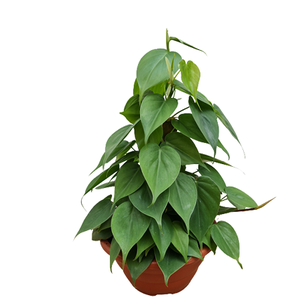 PHILODENDRON VERDE C21