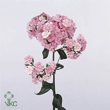 <h4>Dianthus br amazone pink magic</h4>