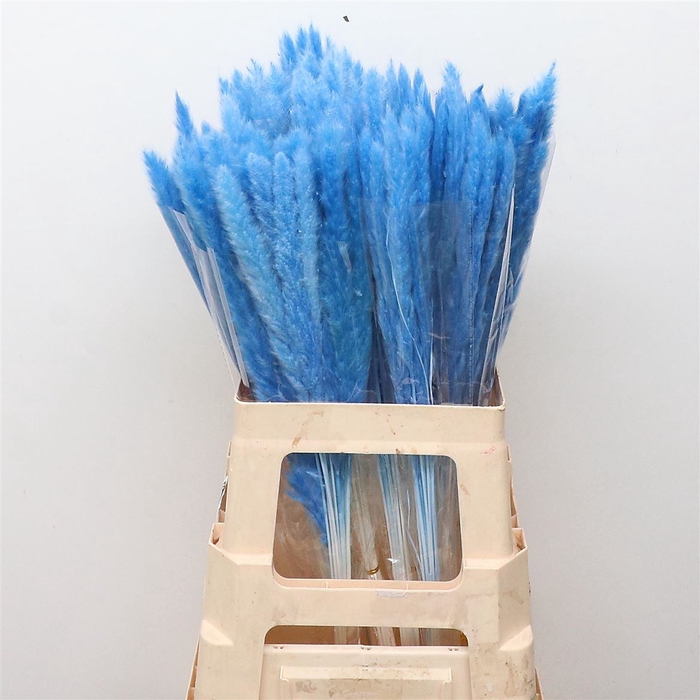 <h4>Dried Pampas Fluffy Baby Blue</h4>