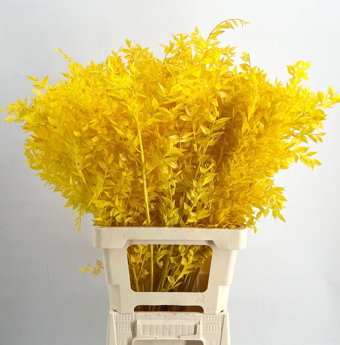 <h4>Dried ruscus paint yellow</h4>