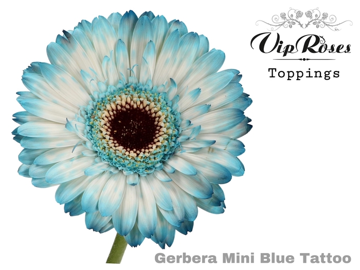 Gerbera paint mini blue tattoo