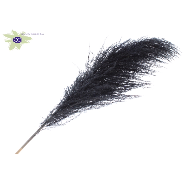 <h4>Pampas Grass ± 175cm p/pc in poly Black</h4>