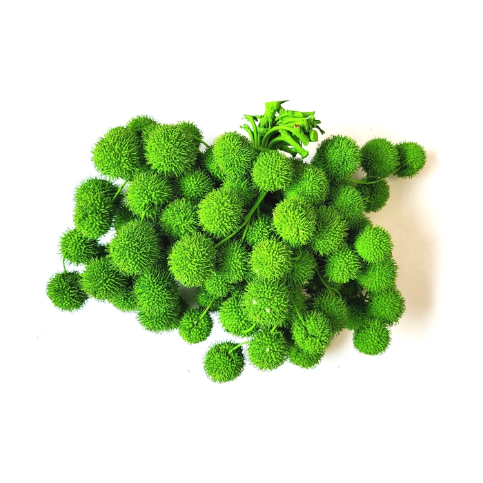 <h4>Small ball per bunch in poly Green</h4>