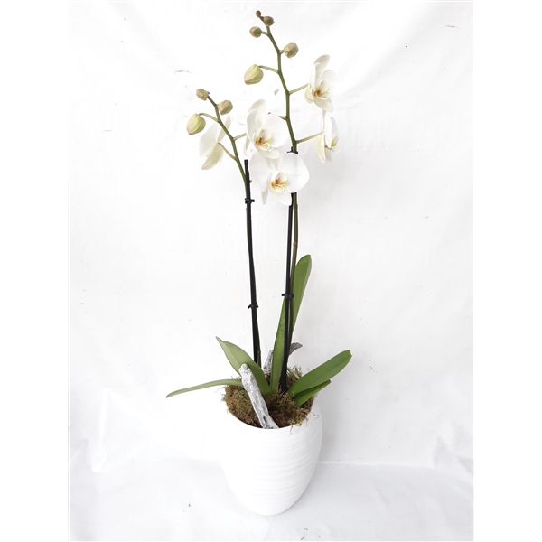 <h4>Arrangement Phalaenopsis</h4>