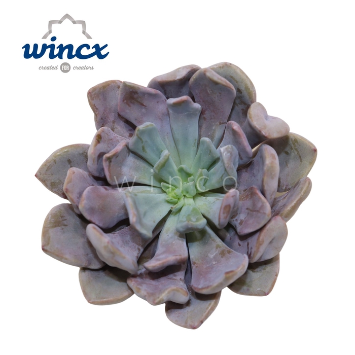 <h4>Graptoveria lilac spoons cutflower wincx-8cm</h4>