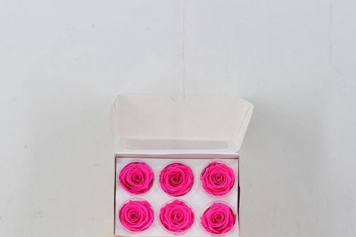 <h4>Rosa Preserved Neon Magenta</h4>