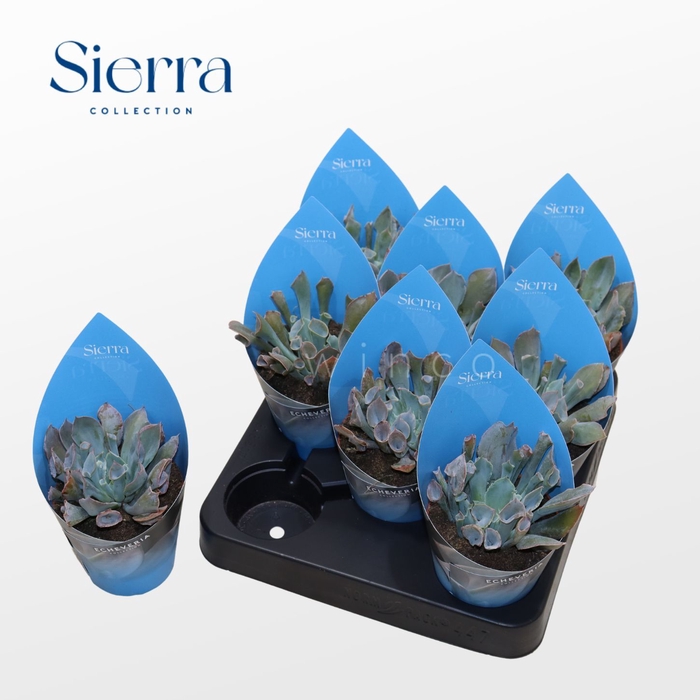 <h4>Echeveria Trumpet (Sierra) Sierra Collection</h4>