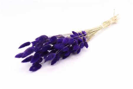<h4>Dried Lagurus 50gr Purple Bunch Slv</h4>