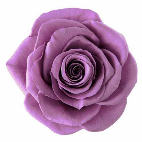 Rose Ines Lilac