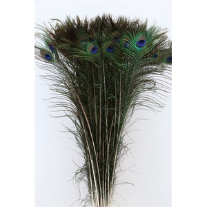 Feather Peacock Natural P Stem