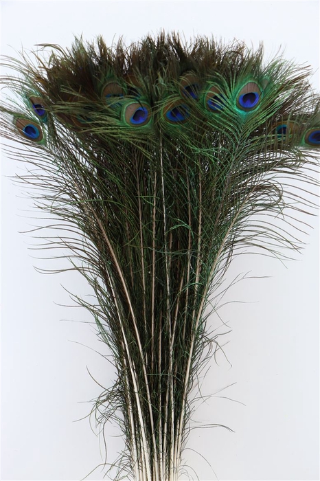 <h4>Feather Peacock Natural P Stem</h4>
