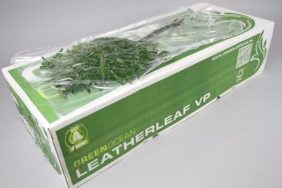 Leaf leather fern extra vacuum Green Ocean (arach)