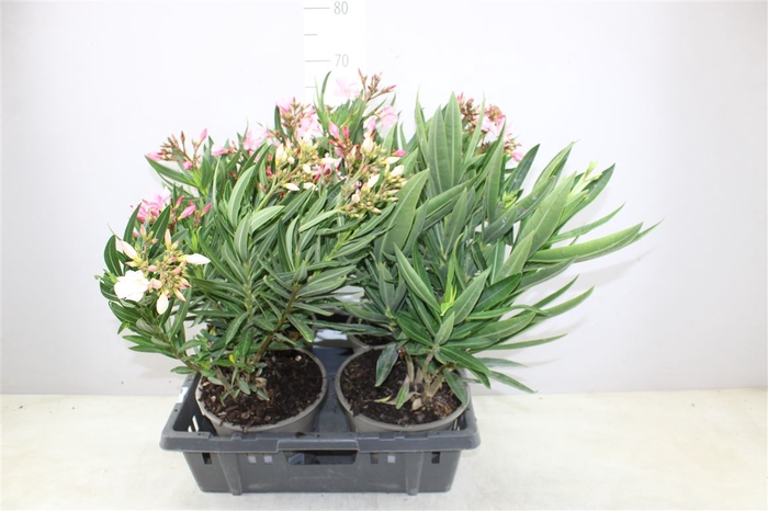 <h4>Nerium Oleander Gemengd</h4>