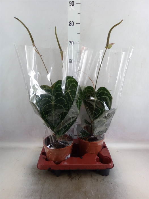 <h4>Anthurium clarinervium</h4>