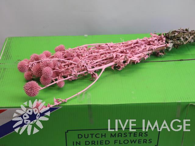 <h4>Dried echinops pink</h4>